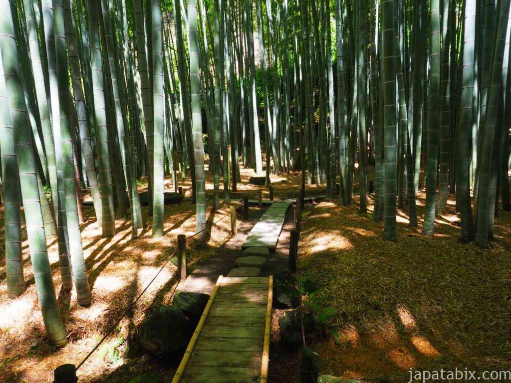 報国寺 竹林 竹の庭