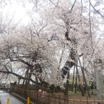 2017年埼玉お花見リベンジ!石戸蒲ザクラと熊谷桜堤でやっと満開の桜を観れました!