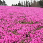 2017年 秩父お花見観光!羊山公園と滝沢ダムと山梨の燈屋