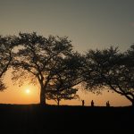 2017年 関西北陸東海甲信越お花見観光!吉野山や淡墨桜など速報版