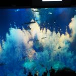 茨城観光!荒波のアクアワールド大洗!最後は宮田さんでアンコウ鍋を堪能!