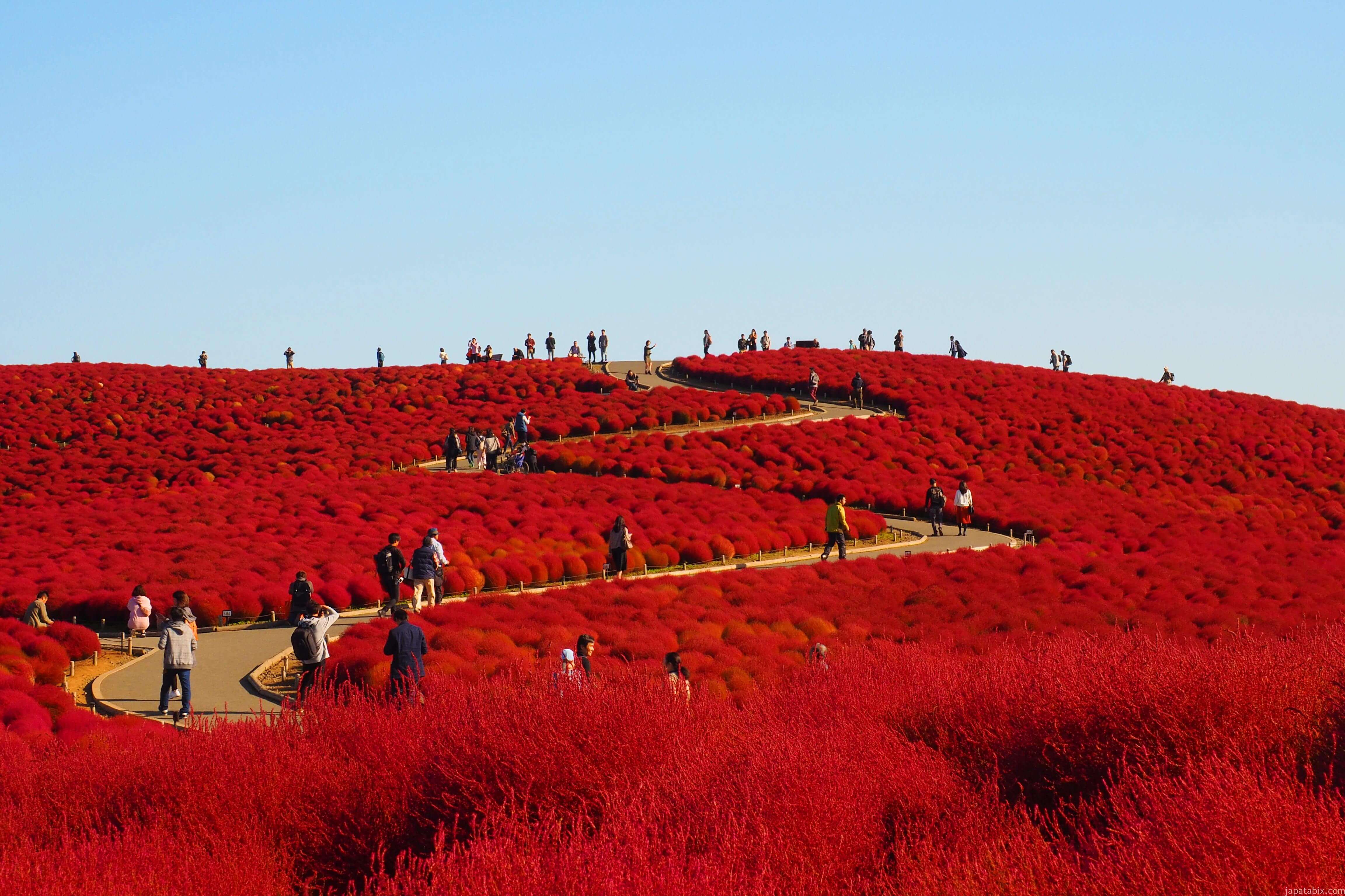 茨城 ひたち海浜公園 コキア紅葉21年版 見頃時期は 混雑状況やアクセス方法などご紹介