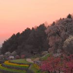 2017年 奈良お花見観光!朝焼けの又兵衛桜を堪能する。