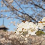 京都お花見観光!京都の遅咲き桜!仁和寺の御室桜と船岡温泉を巡る。