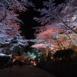 滋賀でお花見!三井寺(園城寺)の夜桜を堪能!