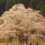 2017年 岐阜でお花見!日本三大桜 満開の淡墨桜とモネの池を見てきた感想