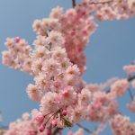 2017年 石川でお花見!金沢城、兼六園、尾崎神社の桜&近江町市場でのど黒!