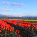 2017年 富山でお花見!舟川べりの桜とチューリップと北アルプスを観た感想