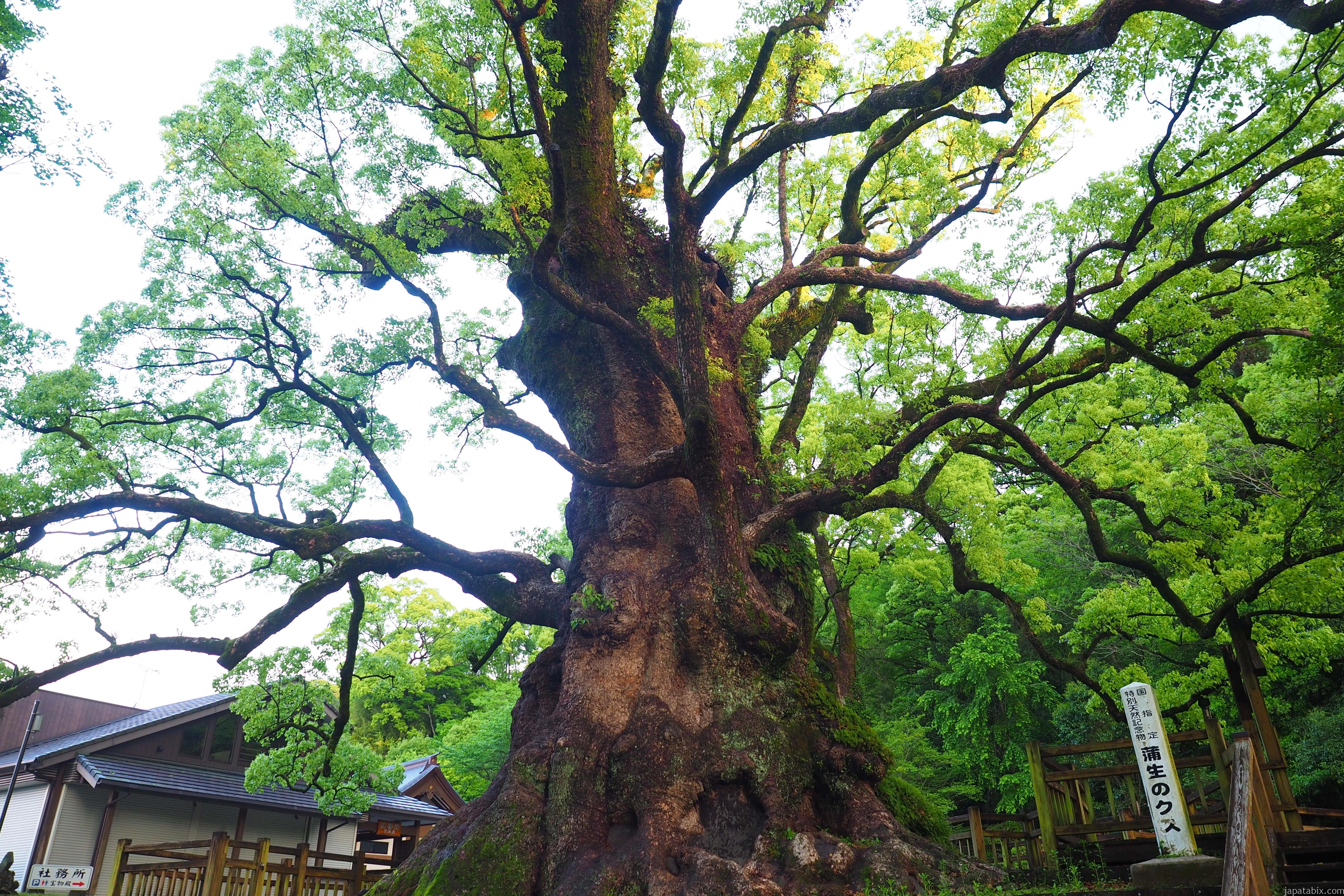 日本 で 一 番 高価 な 木