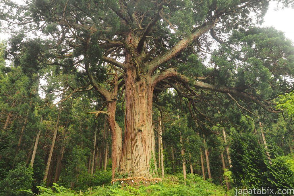 日本 で 一 番 高価 な 木