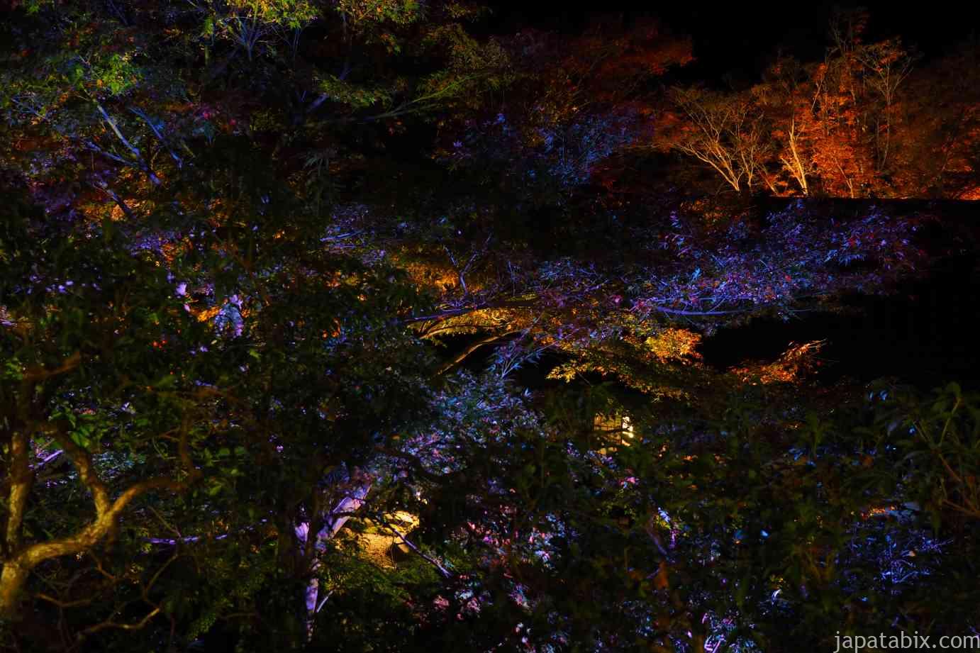 京都 紅葉 瑠璃光院 夜間特別拝観 書院から見る瑠璃の庭