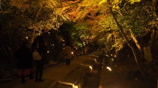 高台寺の紅葉ライトアップ