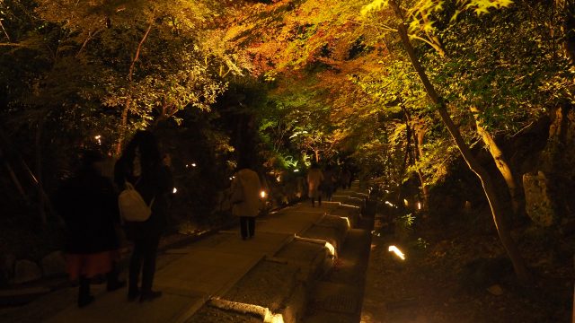 高台寺の紅葉ライトアップ