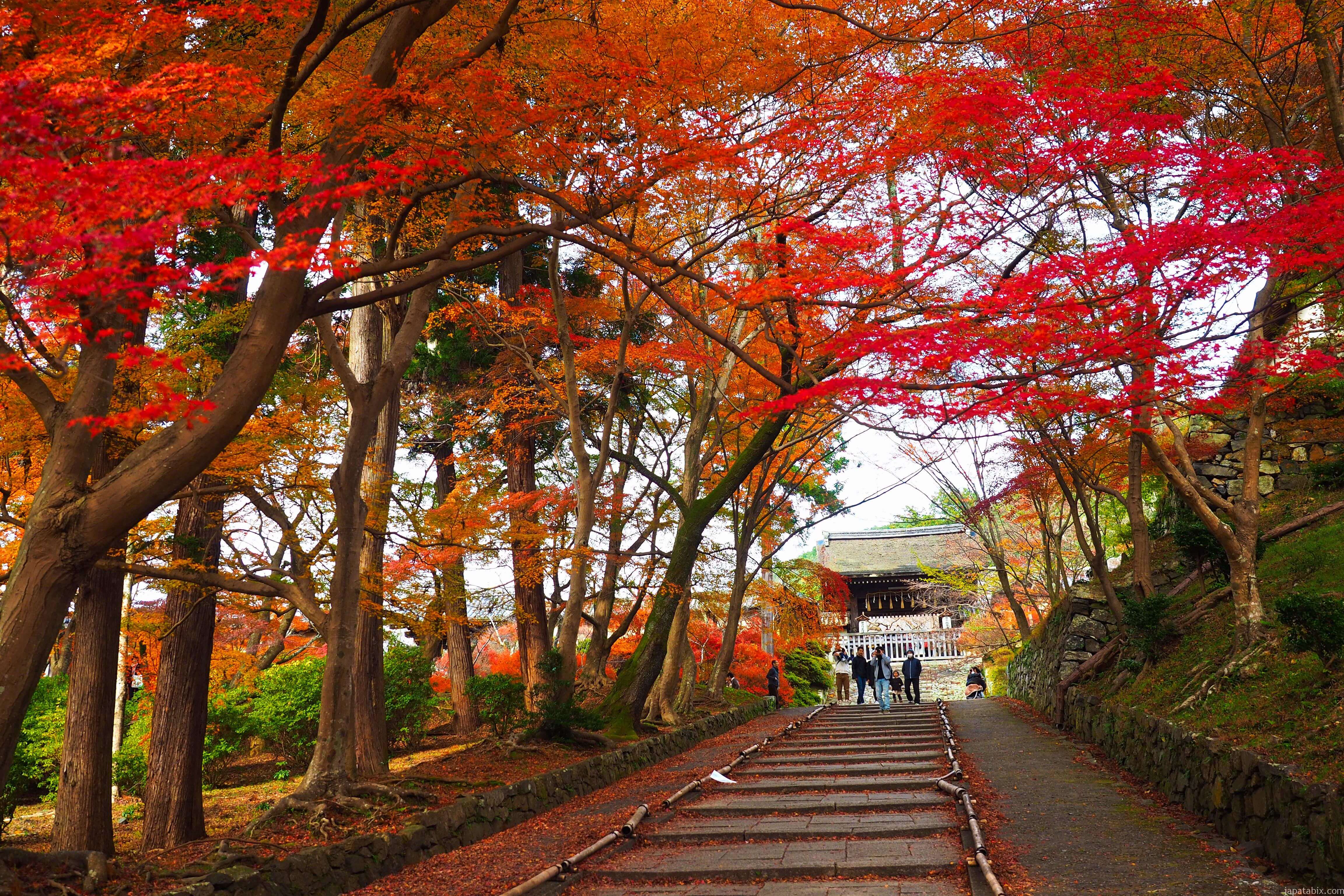 京都 毘沙門堂の紅葉21年版 見どころは敷もみじと晩翠園 見頃時期やアクセス方法をご紹介