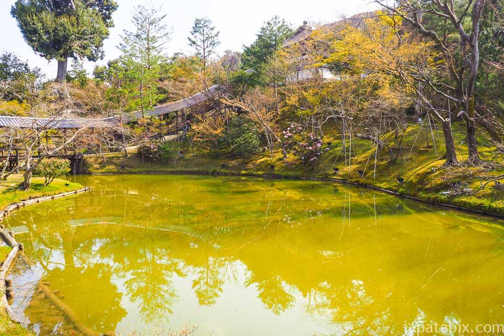京都 高台寺 臥龍池の桜