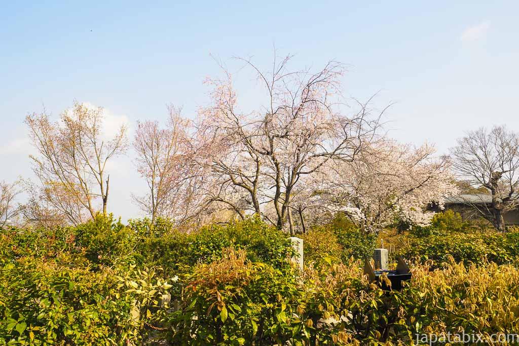 京都 高台寺の桜