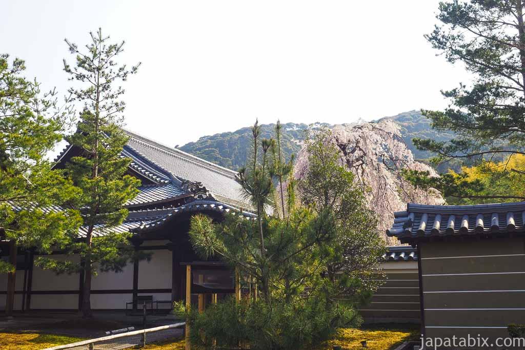 京都 高台寺 外から見る枝垂れ桜