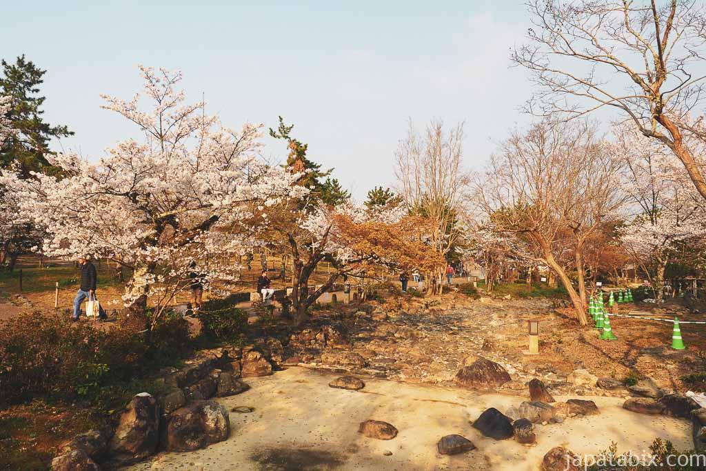 京都 早朝の円山公園と桜