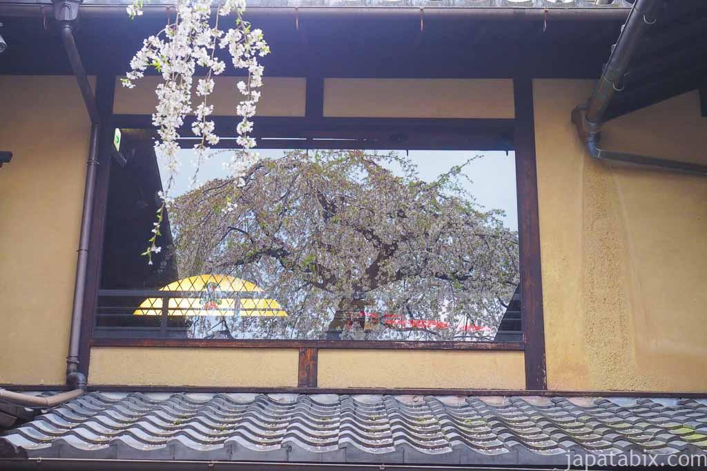 京都 早朝の東山散策 産寧坂のしだれ桜