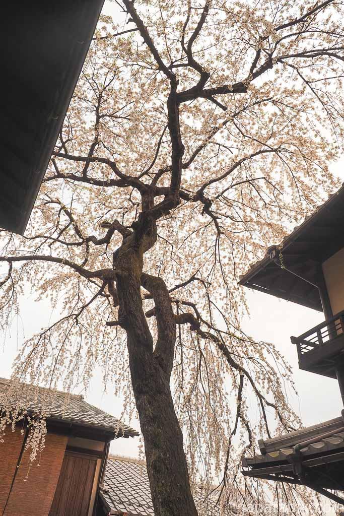 京都 早朝の東山散策 産寧坂のしだれ桜