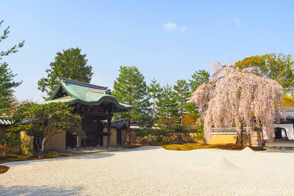 京都 高台寺 波心庭の枝垂れ桜