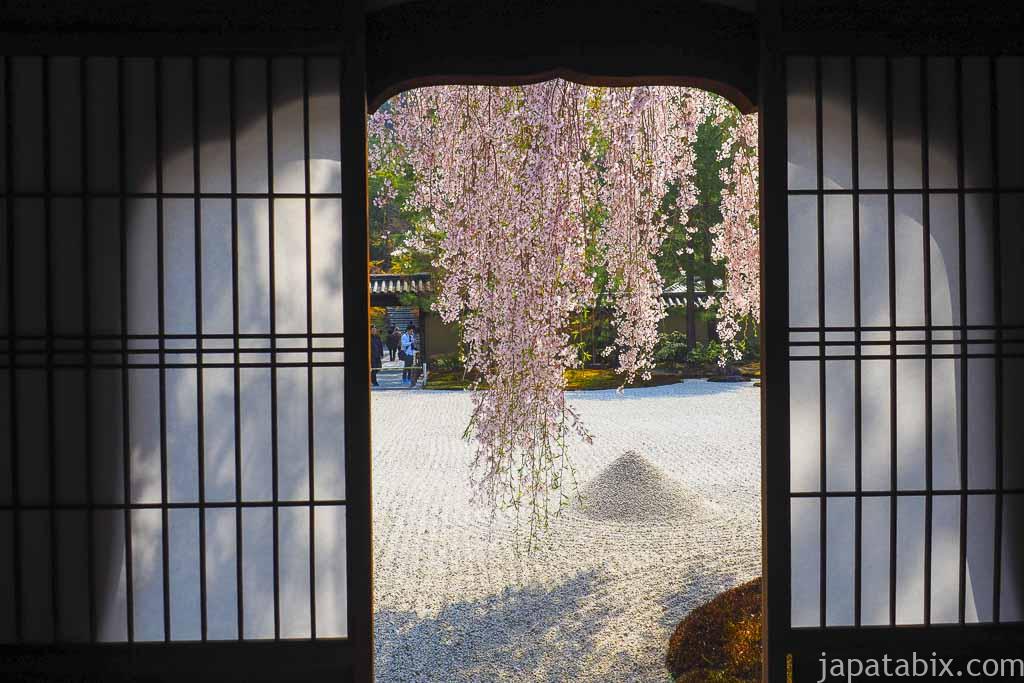 京都 高台寺 窓から見る波心庭の枝垂れ桜