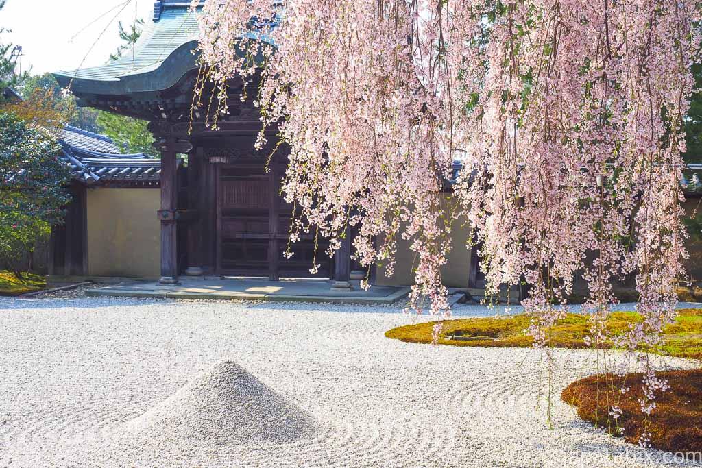 京都 高台寺 波心庭の枝垂れ桜