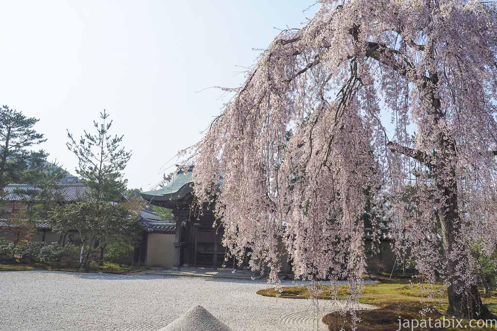 京都 高台寺 波心庭の枝垂れ桜