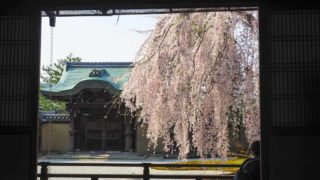 京都 高台寺 方丈から見る波心庭の枝垂れ桜