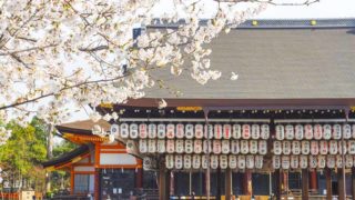 京都 八坂神社の桜