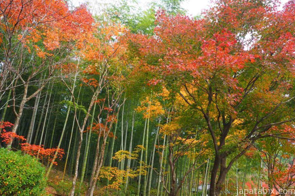 京都 嵐山 天龍寺 早朝拝観 竹林と紅葉