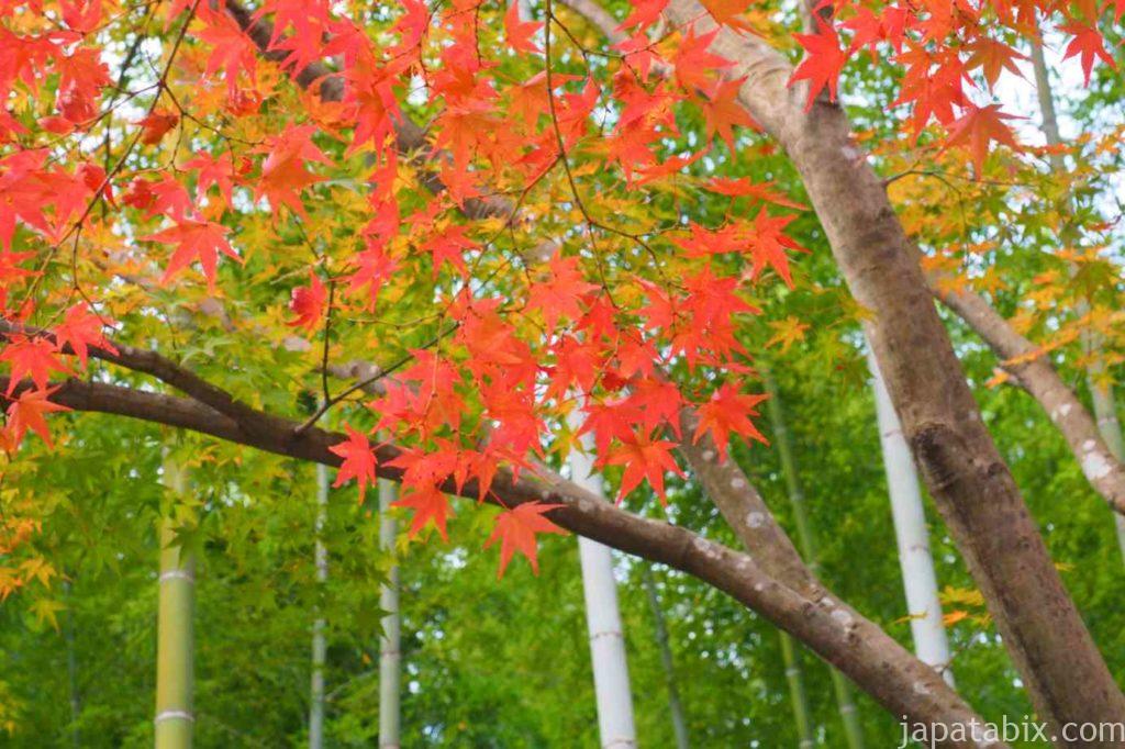 京都 嵐山 天龍寺 早朝拝観 竹林と紅葉