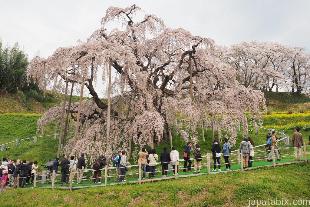 満開の三春滝桜