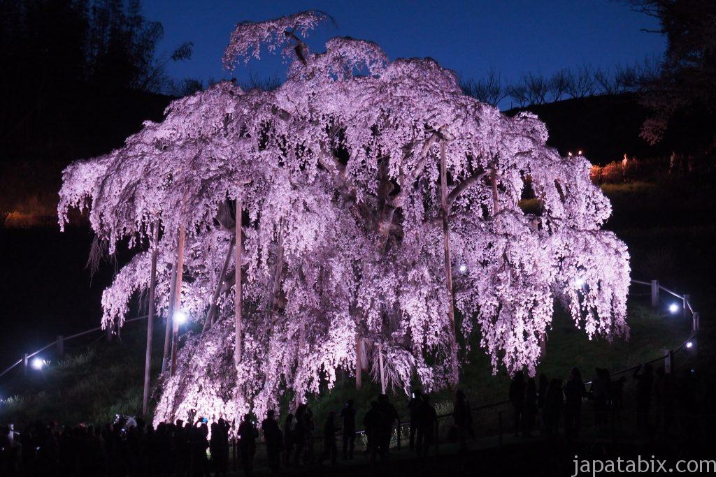 ライトアップした三春滝桜