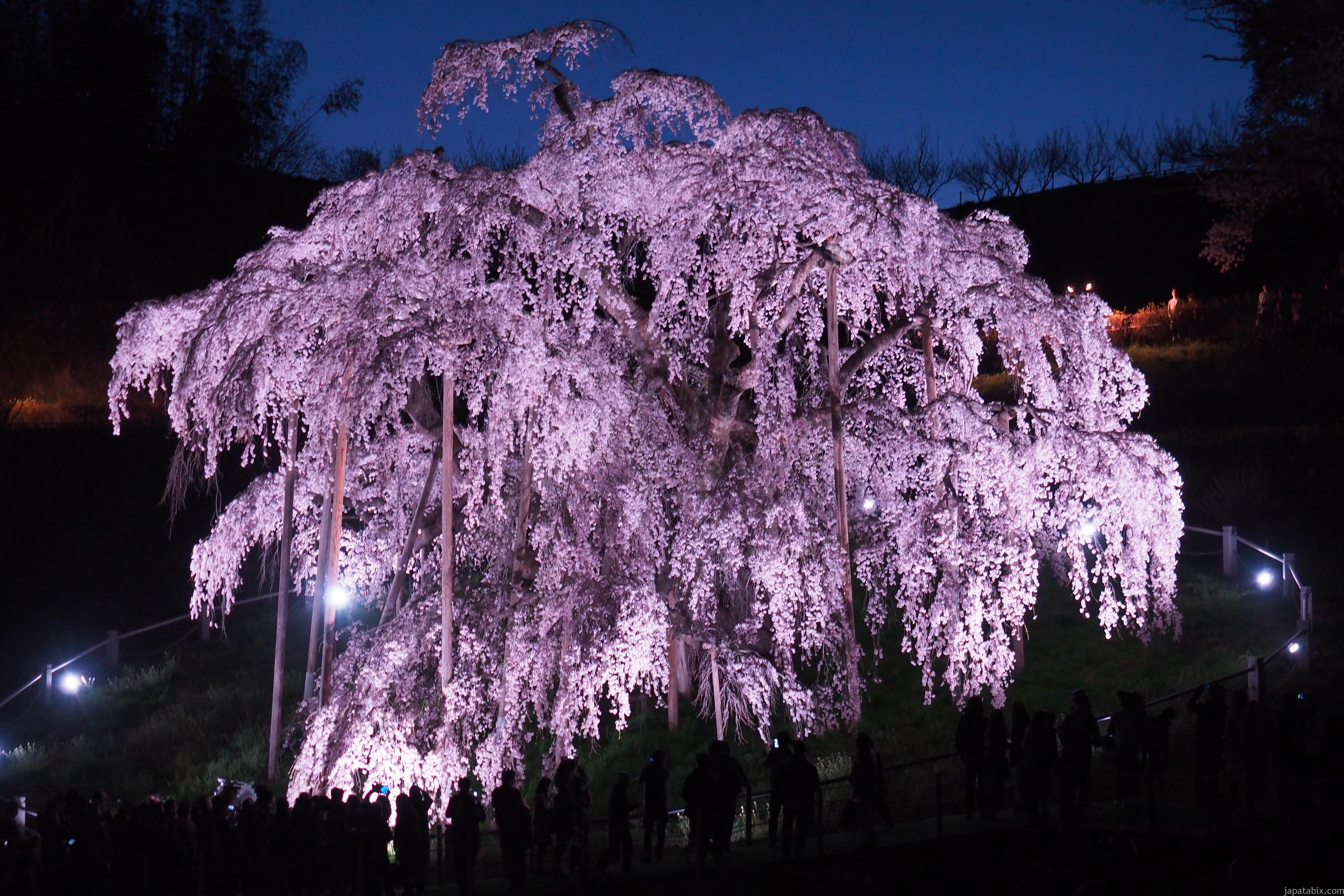 三 春の 滝 桜 駐 車場