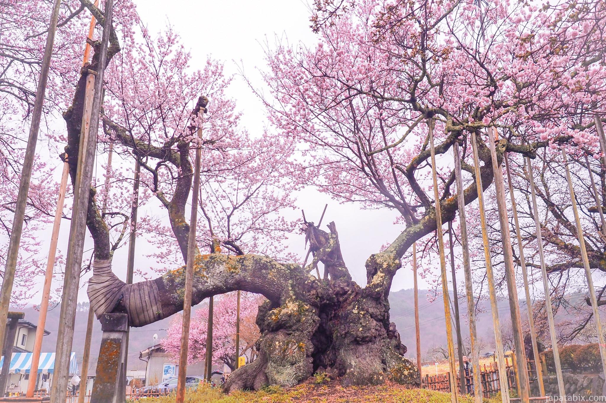 山高神代桜 21年版 開花状況や見頃 アクセス 駐車場などご紹介 じゃぱたびっくす