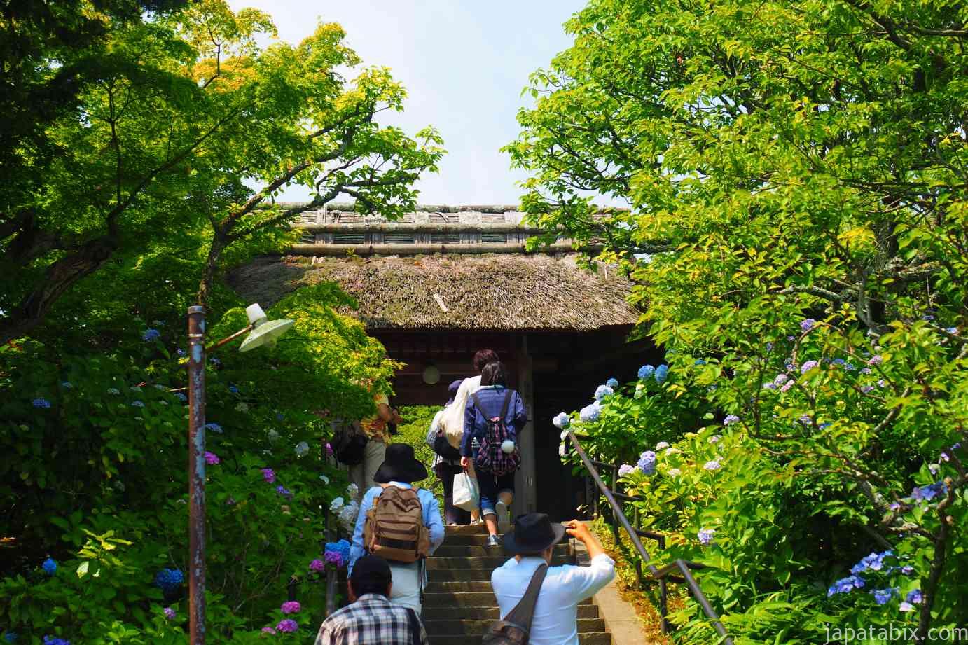 鎌倉 東慶寺の紫陽花 21年版 紫陽花の見頃と混雑状況や見どころをご紹介 じゃぱたびっくす