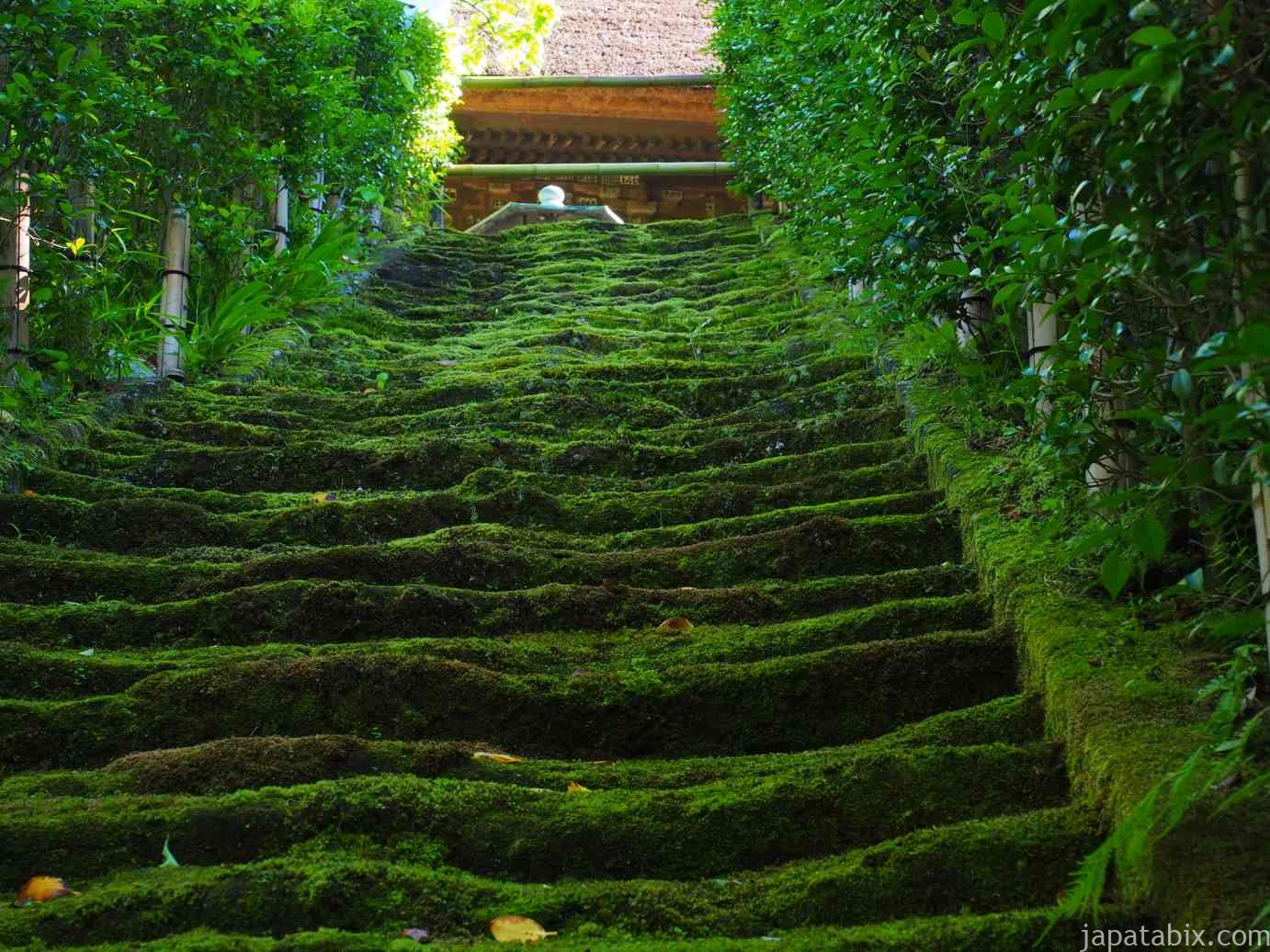 鎌倉 杉本寺 21年版 苔の石段と十一面観音様に心癒される 鎌倉最古の寺をご紹介 じゃぱたびっくす