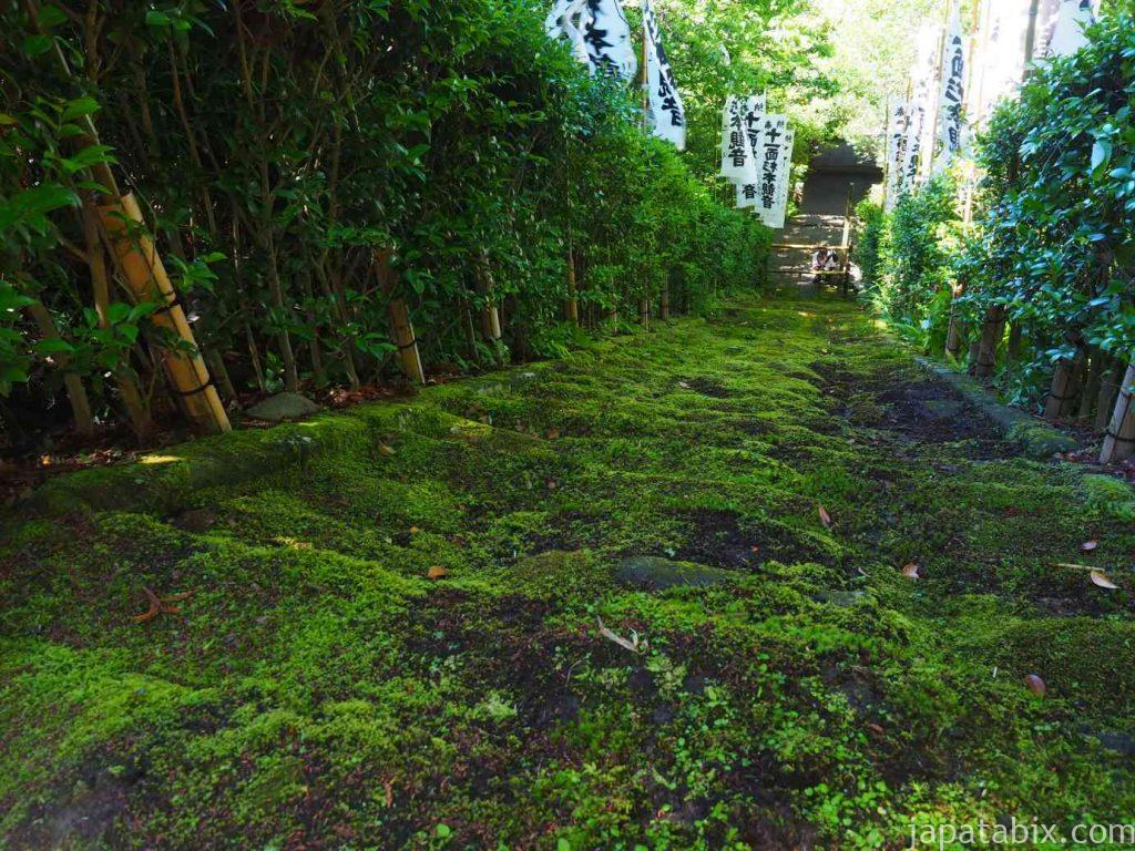 杉本寺　苔の石段