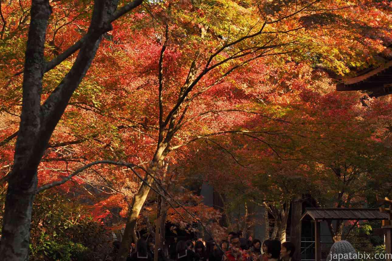 京都 大原三千院の紅葉21年版 混雑回避には早朝拝観がおススメ 見頃や見どころもご紹介 じゃぱたびっくす