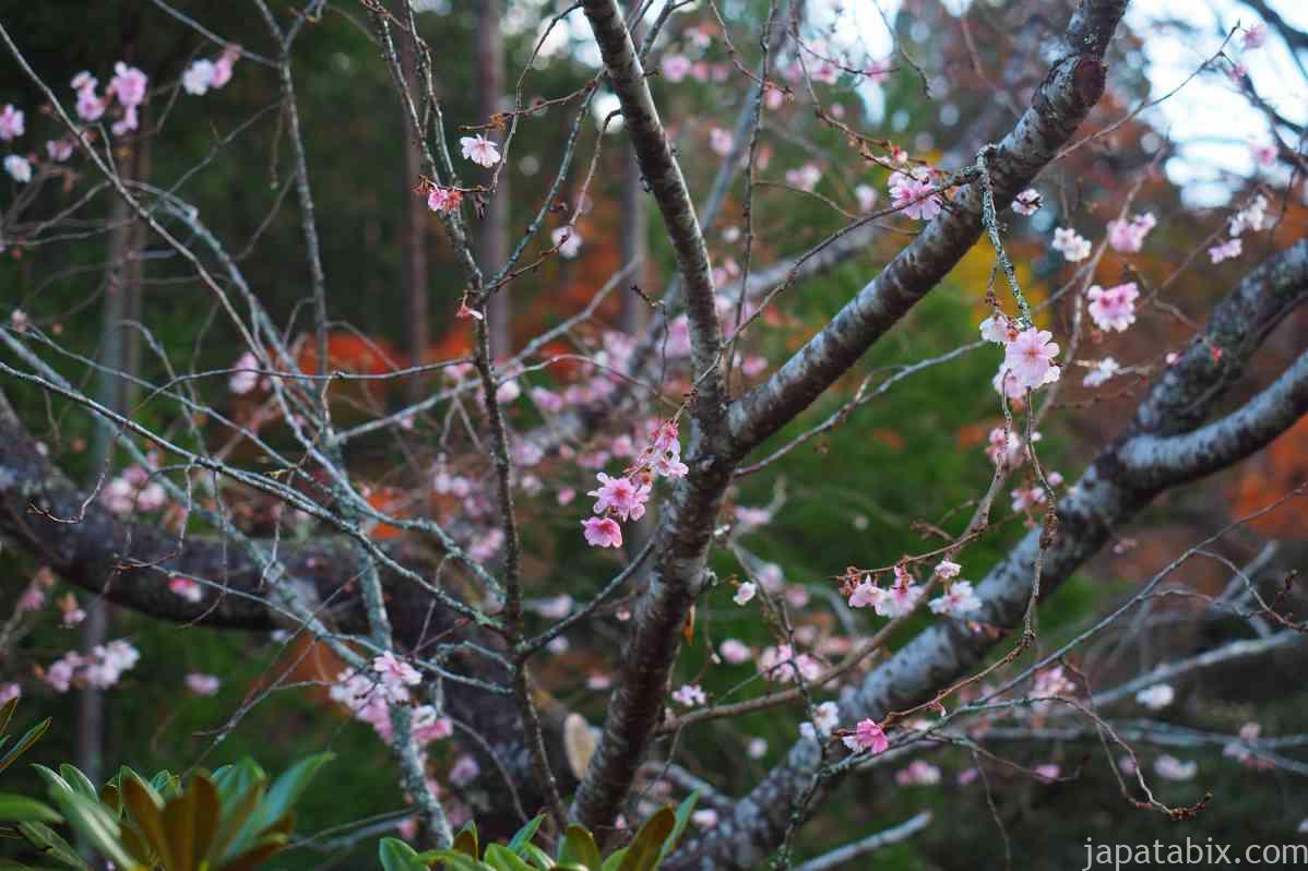 京都 大原 実光院の紅葉21年版 不断桜と紅葉の見頃や見どころをご紹介 じゃぱたびっくす