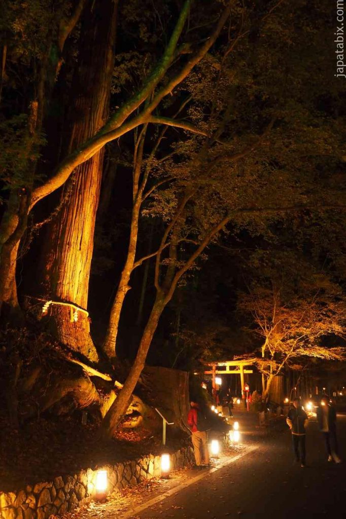 京都 貴船神社 奥宮 紅葉 相生の杉