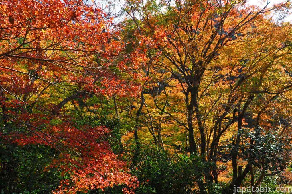 京都 高雄 高山寺 石水院 紅葉
