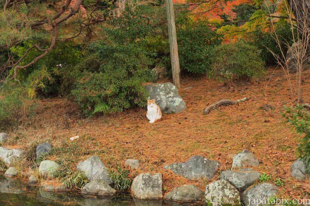 京都 東山 円山公園の池と紅葉と猫