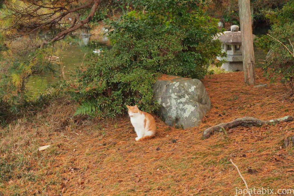 京都 東山 円山公園の池と紅葉と猫