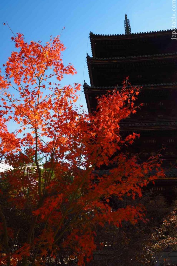 京都 仁和寺 五重塔と紅葉