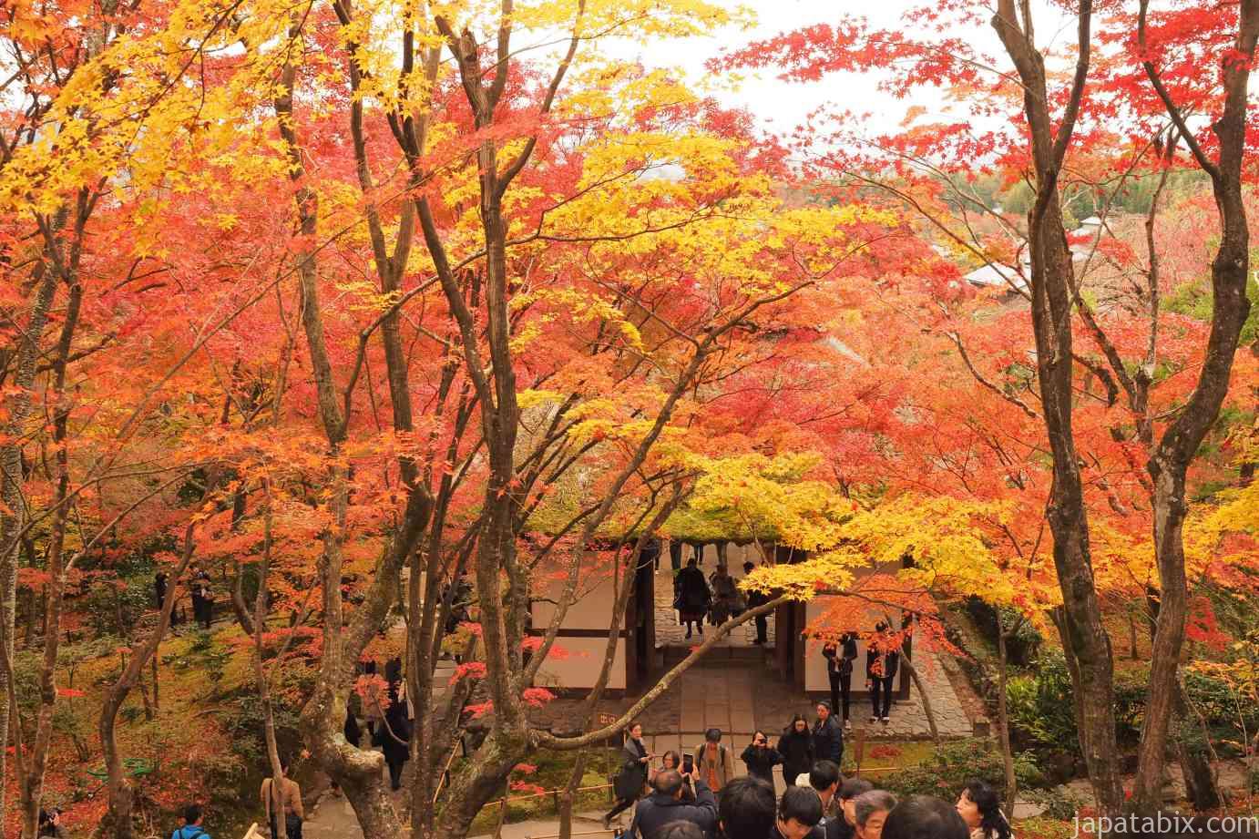 京都 常寂光寺の紅葉2024年版】苔と紅葉の競演！見どころや