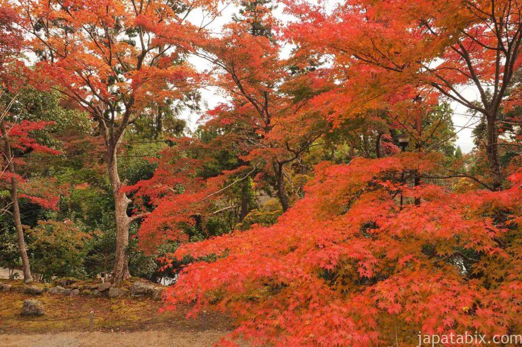 京都 嵯峨 二尊院 境内の紅葉