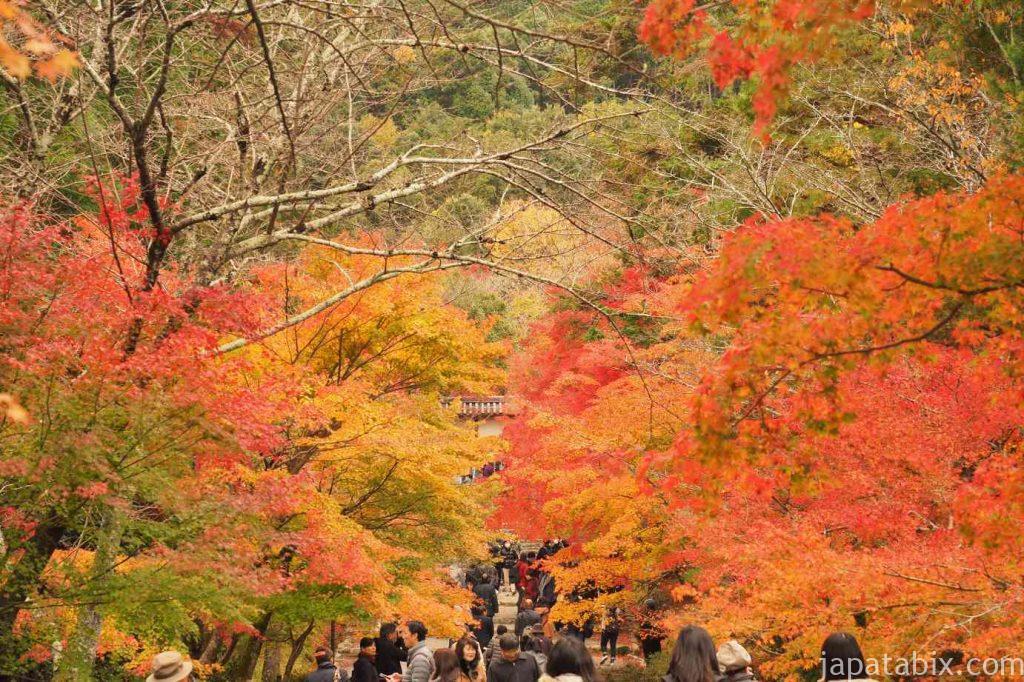 京都 嵯峨 二尊院 紅葉の馬場
