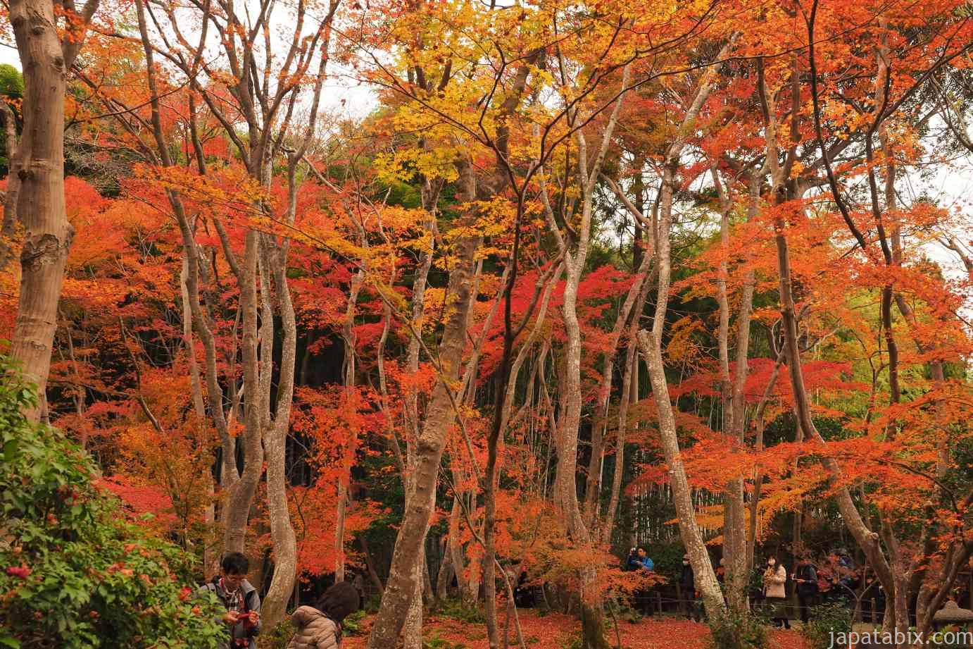 京都 祇王寺の紅葉21年版 苔と紅葉の競演 紅葉見ごろ時期や混雑状況やアクセス方法をご紹介 じゃぱたびっくす